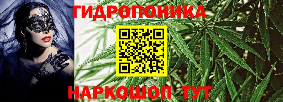 Марихуана сатива Тейково